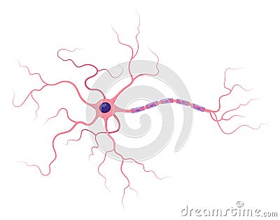 Illustration of neuron anatomy. Structure. Vector infographic nerve cell axon and myelin sheath Vector Illustration